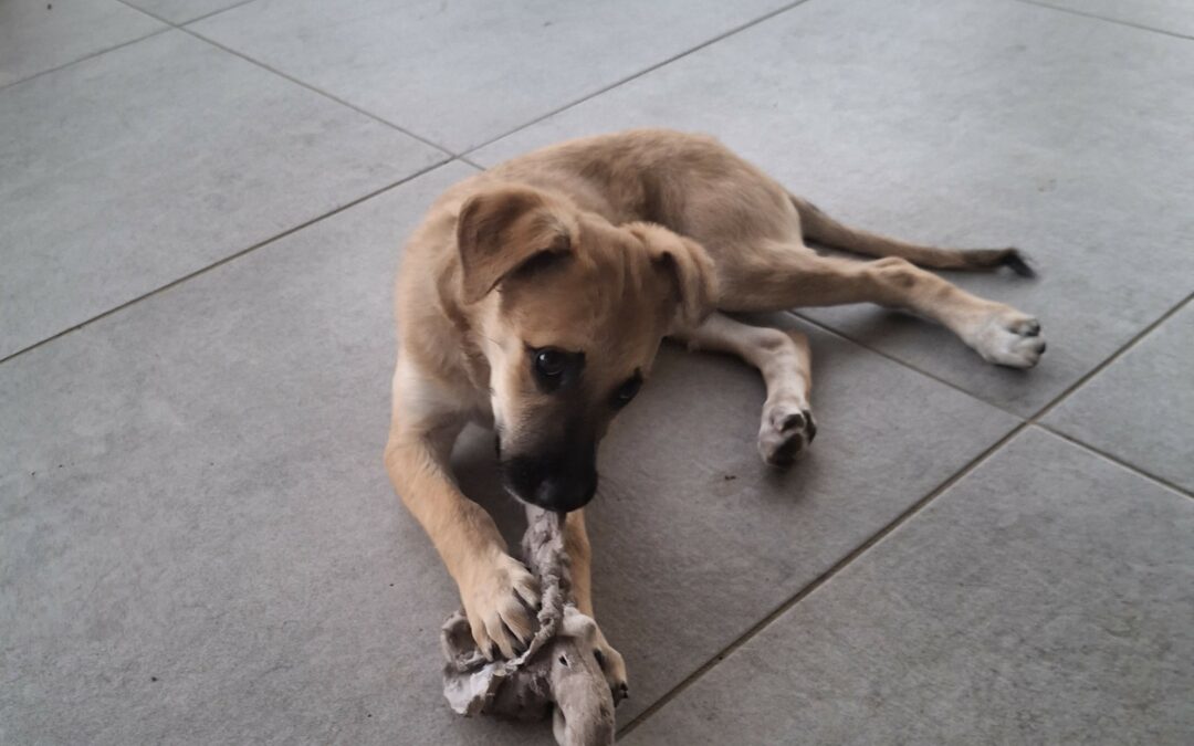 Chipie – Visible en famille d’accueil