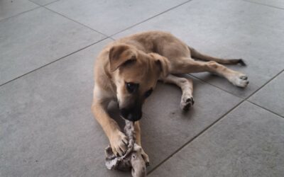 Chipie – Adoptée en Décembre 2025