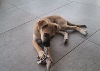 Chipie – Visible en famille d&rsquo;accueil