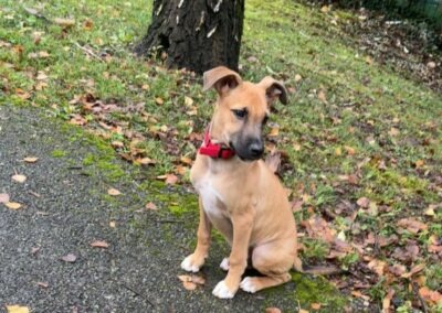 Dayan – Adopté en Décembre 2025