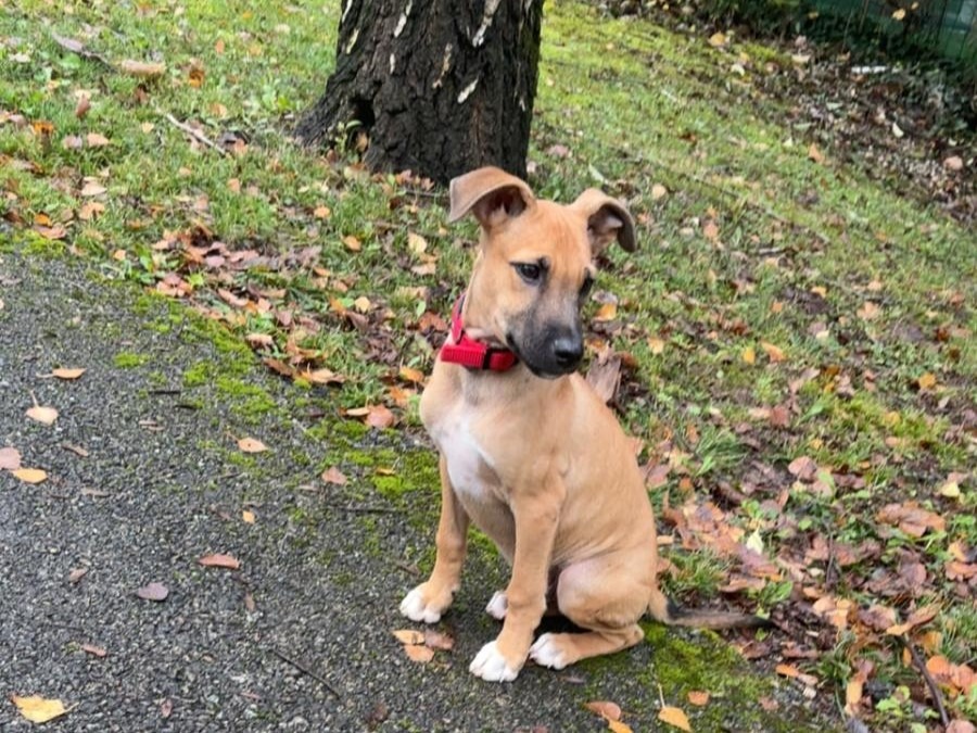 Dayan – Visible en famille d’accueil