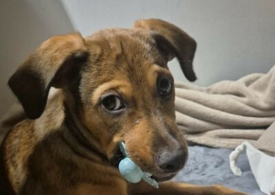 Edel – Visible en famille d’accueil