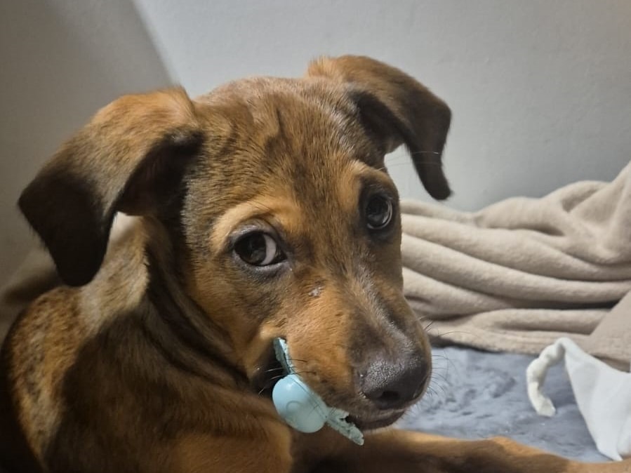 Edel – Nous ne prenons plus de demandes