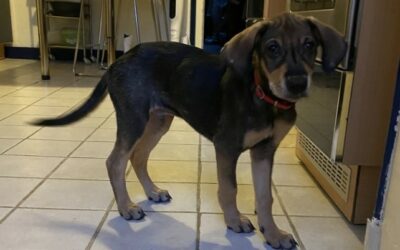 Endjie – Visible en famille d’accueil