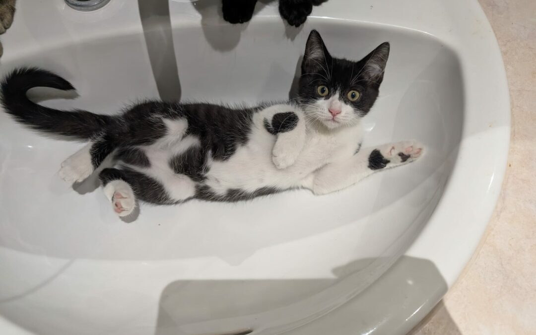 Gaïa – Visible en famille d’accueil