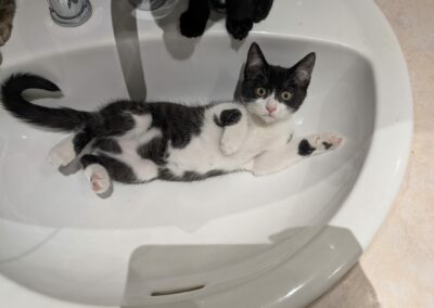 Gaïa – Adoptée en Décembre 2025