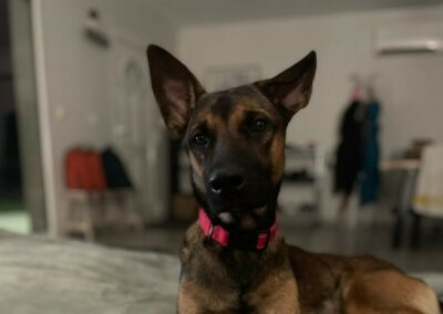 Hazul – Dossier en cours