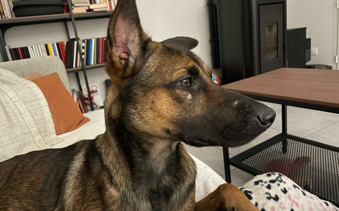 Hazul – Visible en famille d’accueil