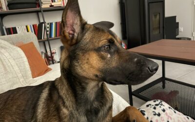 Hazul – Visible en famille d’accueil