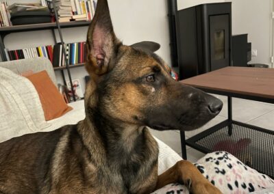 Hazul – Visible en famille d’accueil