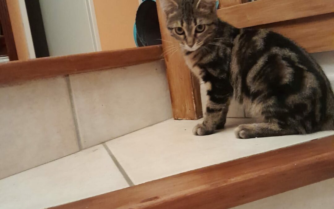 Bean – Visible en famille d’accueil- Réservée