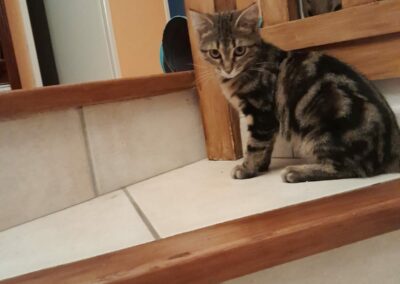 Bean – Visible en famille d’accueil- Réservée