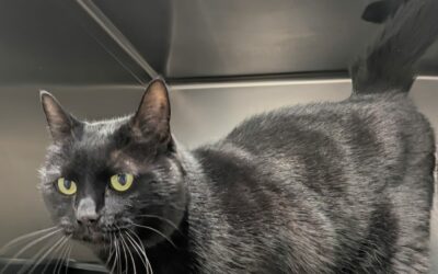 Aria – Adoptée en Décembre 2025