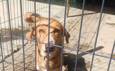 Diego – Adopté en Décembre 2025