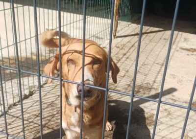 Diego – Dossier en cours