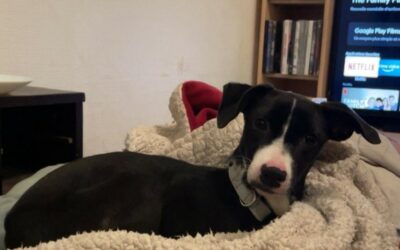 Inaya – Adoptée en Décembre 2025