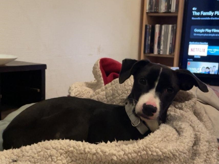 Inaya – Visible en famille d’accueil