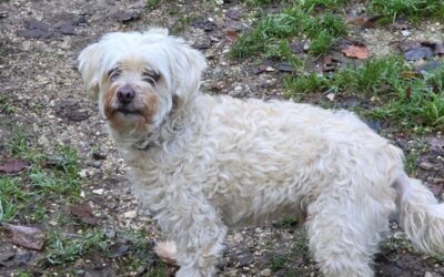 Jump – Adopté en Janvier 2026