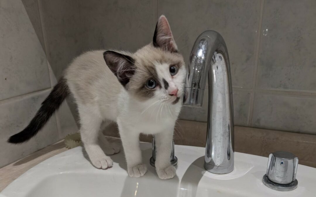 Kali – Visible en famille d’accueil