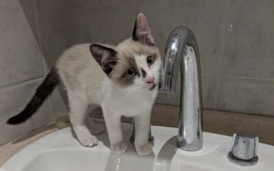 Kali – Nous ne prenons plus de demandes