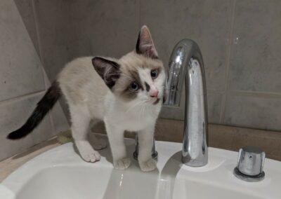 Kali – Adoptée en Décembre 2025