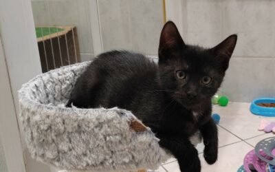 Loki – Nous ne prenons plus de demandes