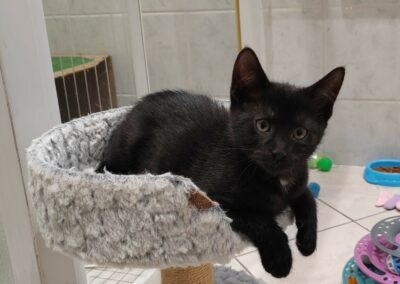 Loki – Adopté en Novembre 2025