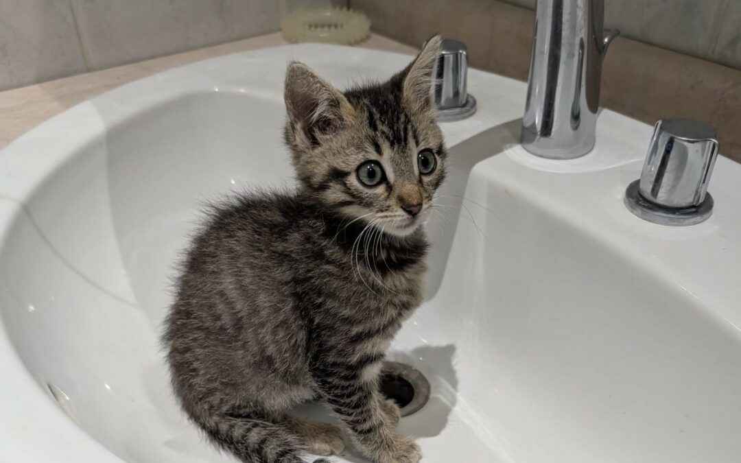 Louna – Visible en famille d’accueil