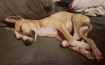 Lovelly – Adoptée en Janvier 2026