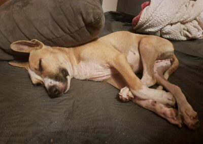 Lovelly – Visible en famille d&rsquo;accueil