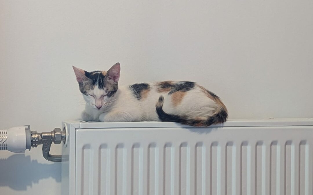 Malina – Visible en famille d’accueil