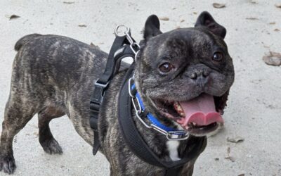 Marley – Adopté en Décembre 2025