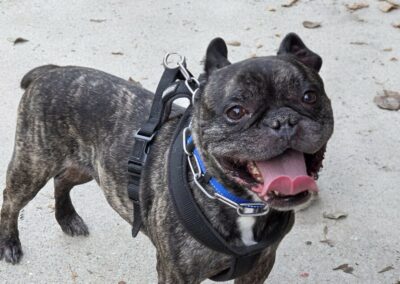 Marley – Dossier en cours