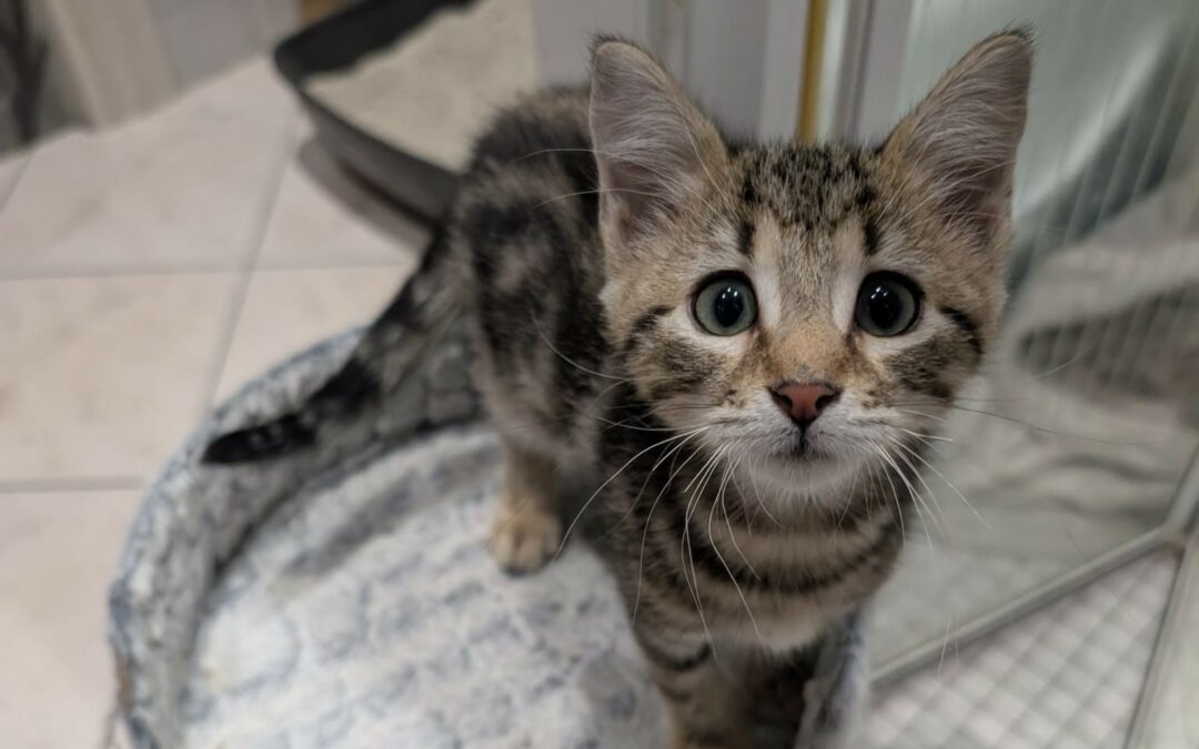 Milo – Visible en famille d’accueil