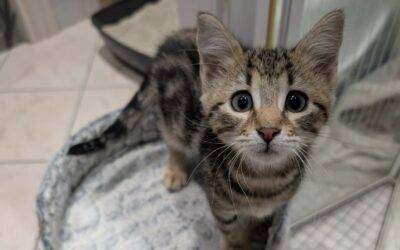 Milo – Nous ne prenons plus de demandes