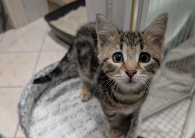 Milo – Adopté en Novembre 2025