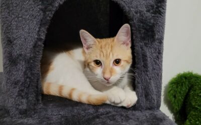 Mooki – Visible en famille d’accueil