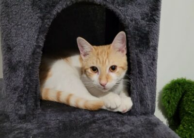 Mooki – Visible en famille d’accueil