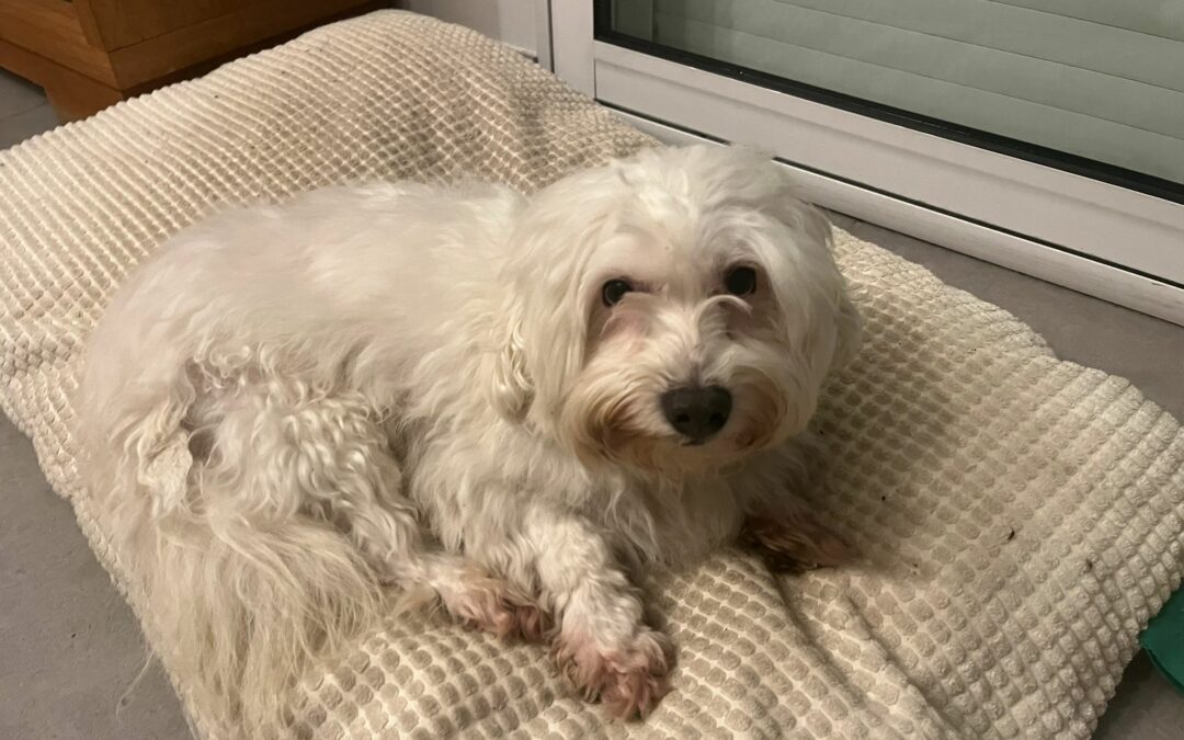 Moon – Visible en famille d’accueil