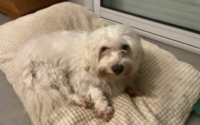 Moon – Visible en famille d’accueil