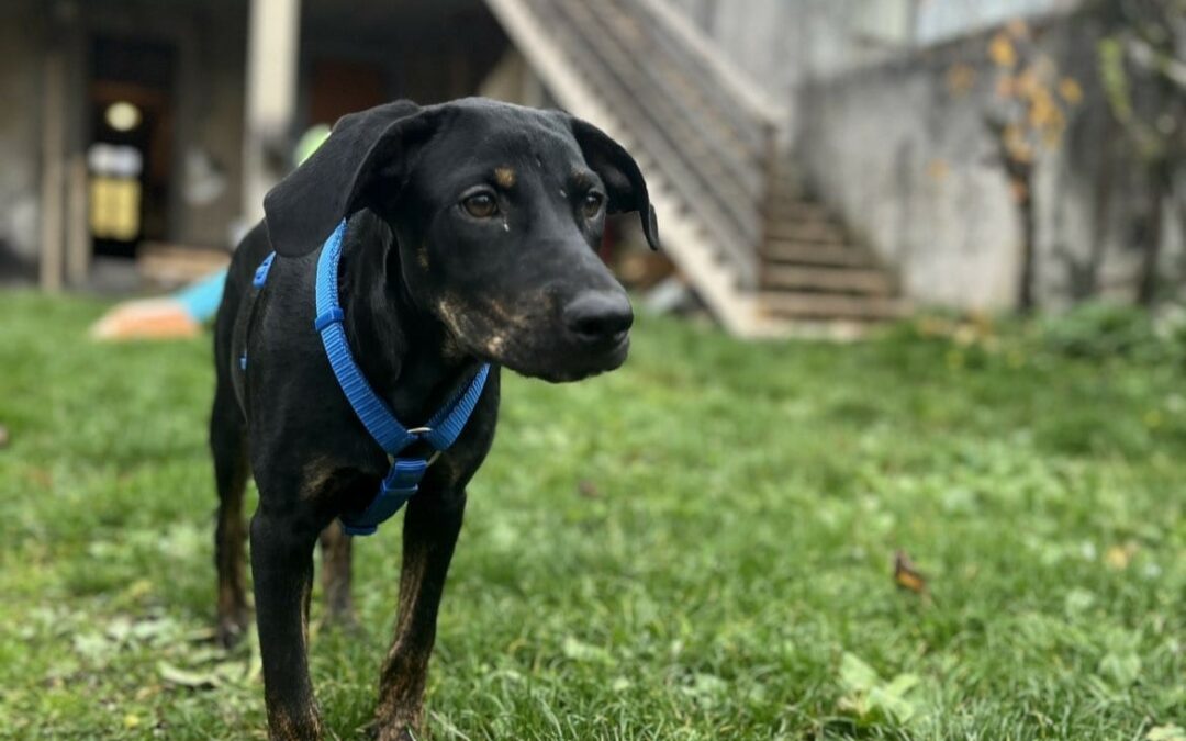 Nabou – Visible en famille d’accueil