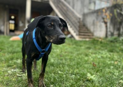 Nabou – Visible en famille d’accueil