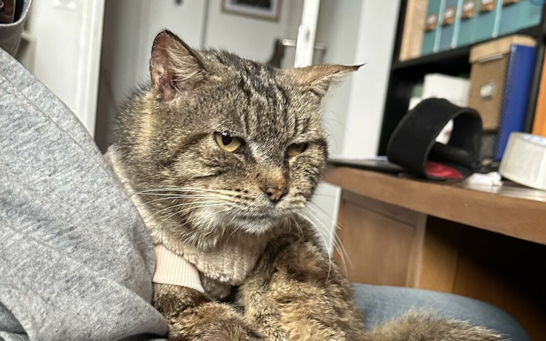 Newton – Visible en famille d’accueil