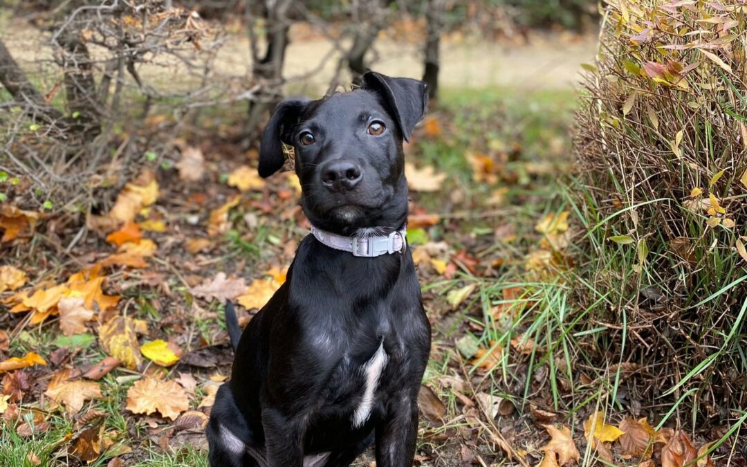 Ninon – Visible en famille d’accueil