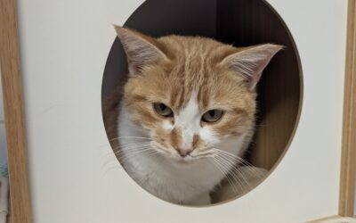 Sia – Adoptée en Décembre 2025