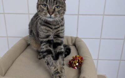 Lyra – Adoptée en Décembre 2025