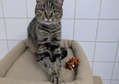 Lyra – Adoptée en Décembre 2025