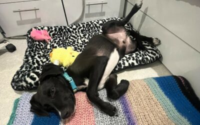 Pablo – Visible en famille d’accueil