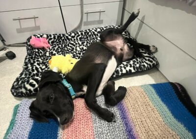 Pablo – Visible en famille d’accueil