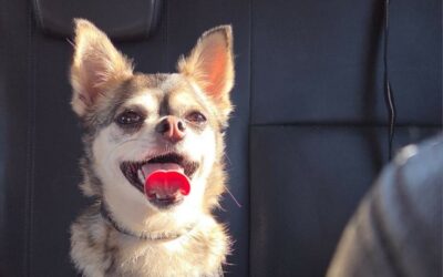 Raoul – Visible en famille d’accueil